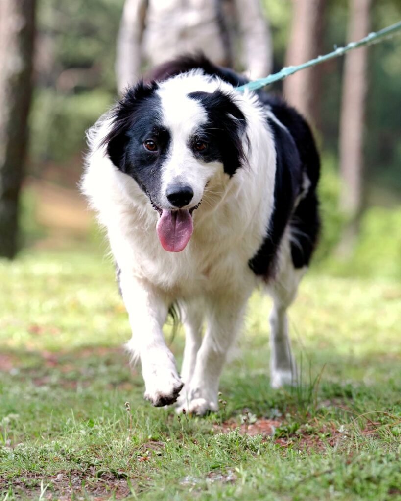 Perro feliz tras adiestramiento en Zona Esmeralda